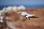 flying gannet