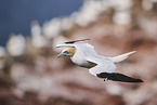 flying gannet
