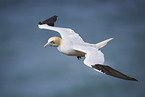 flying gannet