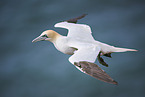 flying gannet