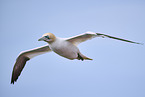 flying gannet