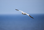 flying gannet