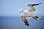 flying gannet
