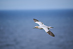 flying gannet