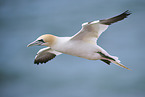 flying gannet
