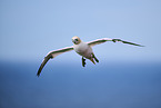 flying gannet