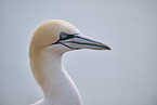 gannet portrait