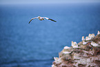 flying gannets