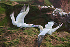 gannet