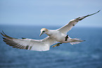 flying gannet