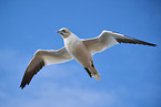 flying gannet