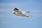 flying gannet