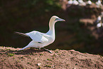 gannet