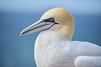 gannet portrait