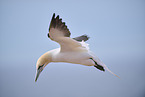 flying gannet