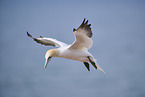 flying gannet