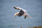 flying gannet