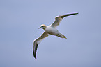 flying gannet
