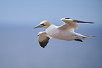 flying gannet