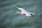 flying gannet