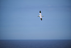flying gannet
