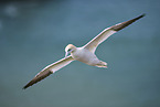 flying gannet