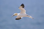 flying gannet