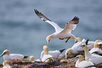 gannet