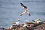 gannet