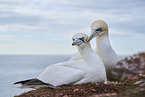 gannet