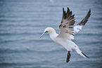 flying gannet