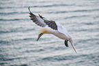 flying gannet