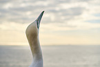 gannet portrait
