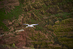 flying gannet