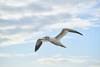flying gannet