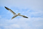 flying gannet