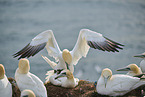 gannet