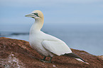 gannet