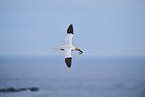 flying gannet