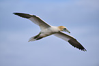 flying gannet