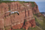 flying gannet