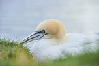 gannet