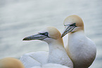 gannet portrait