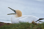 gannet