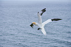 flying gannet