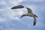 flying gannet
