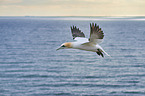 flying gannet