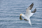 flying gannet