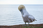 gannet