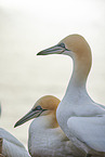 gannet portrait